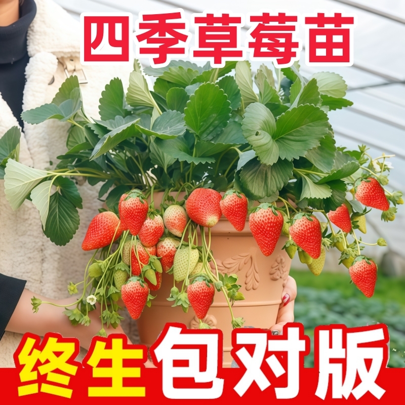 奶油草莓苗阳台盆栽|千人回购