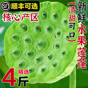 莲蓬新鲜生吃现摘当季水果莲子米整箱甜脆4斤装顺丰包邮蔬菜太空