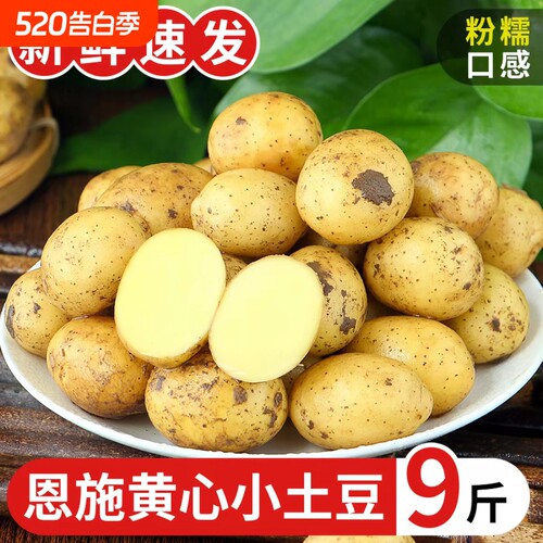 正宗恩施土豆9斤新鲜小土豆蔬菜黄心现挖洋芋黄皮迷你马铃薯批发