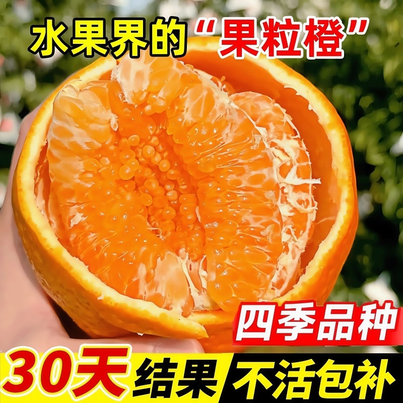 春见苗耙耙柑树苗嫁接果树丑柑苗桔子树苗橙子橘子树苗南北方种植