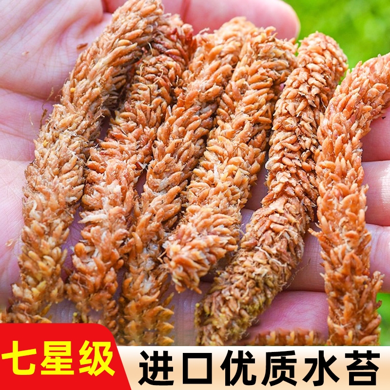 进口智利毛毛虫水苔蝴蝶兰营养土养花多肉植物育苗基质苔藓花土壤