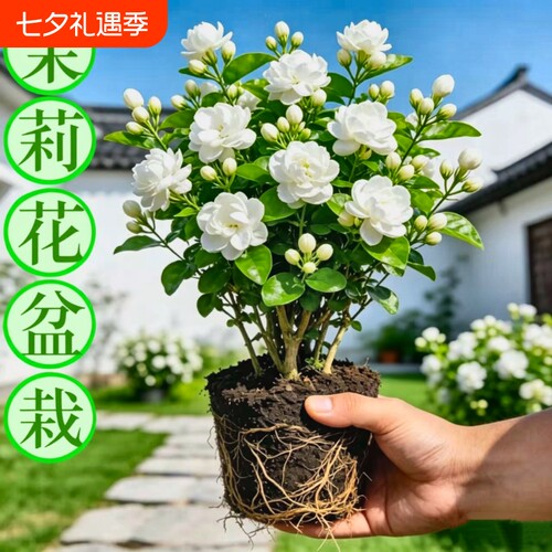 茉莉花苗盆栽九里香老桩驱蚊花卉植物室内阳台四季开花好养重瓣