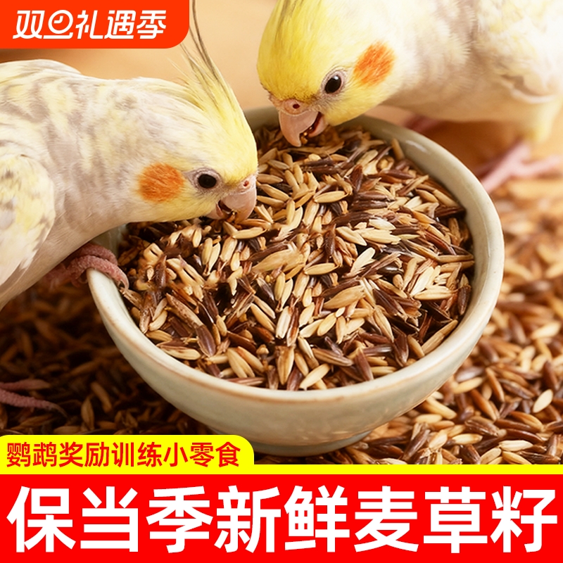 白玉麦黑金麦双拼鹦鹉零食双色麦草籽训练奖励虎皮牡丹专用鸟粮食