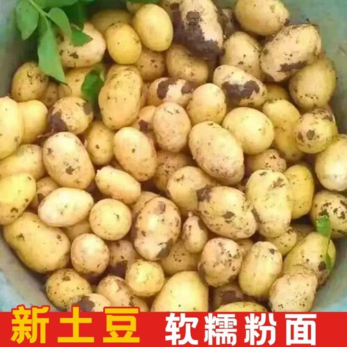 贵州特产土豆高山洋芋马铃薯