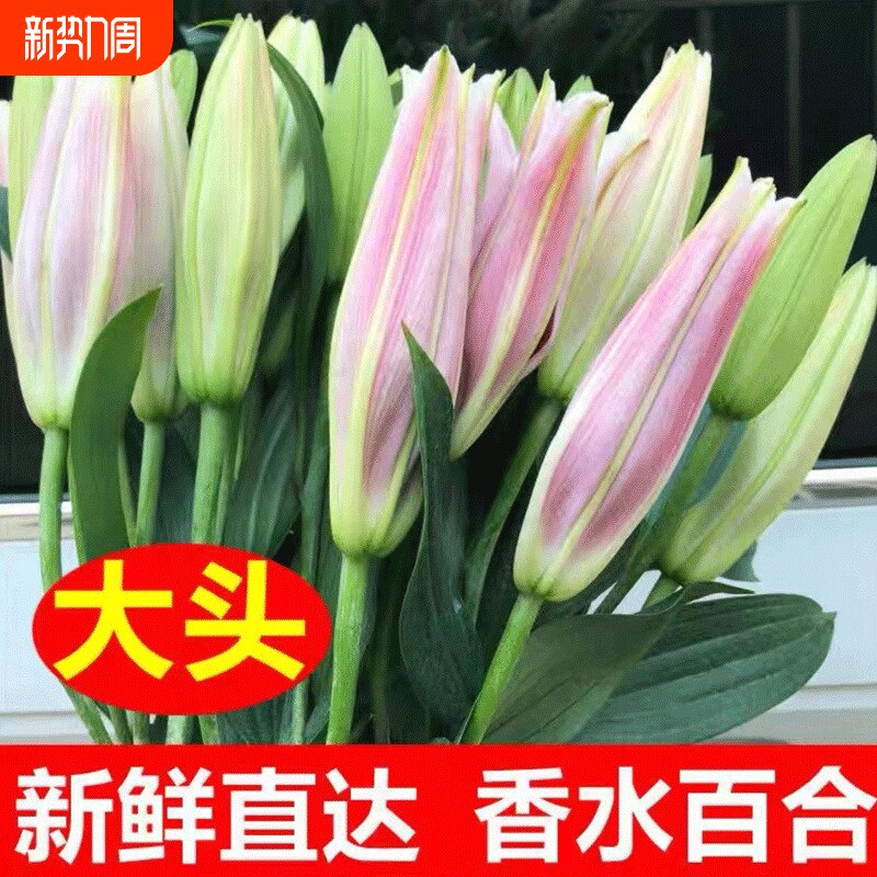 云南昆明基地现采香水百合鲜花直发水养插花精选鲜切花送礼佳品花