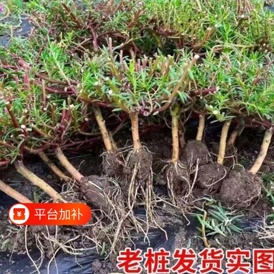 重瓣太阳花老桩牡丹|千人加购