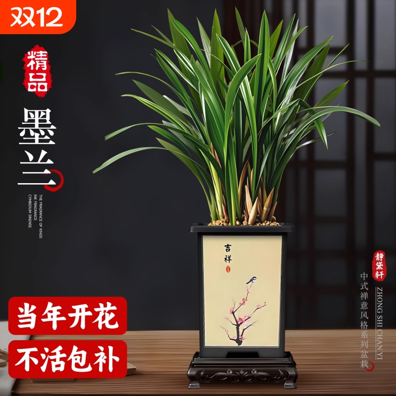 精品兰花盆栽墨兰花卉好养活绿植室内客厅办公室桌面植物带花耐阴