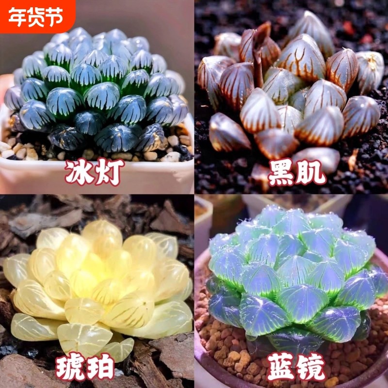 蓝镜 玉露多肉植物琥珀冰灯黑肌玉扇室内办公室桌面盆栽喜阴花卉