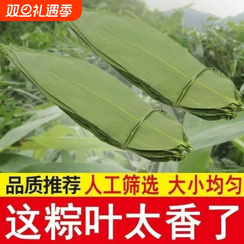 干粽叶大宽叶野生粽子叶烘干大号家用大粽叶子包端午无添加更干净
