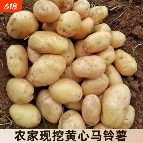 现挖新鲜黄心土豆农家种植