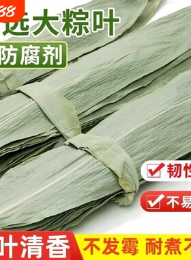 端午粽叶新鲜粽子叶特大号包粽子专用的叶子干叶棕叶商用原味真空