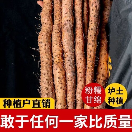 正宗铁棍山药新鲜现挖