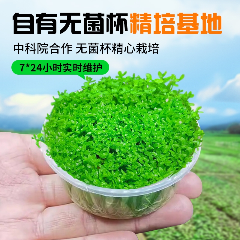 无菌杯日本高珍珠水草植物生态鱼缸造景阴性前中后景净水下叶草坪