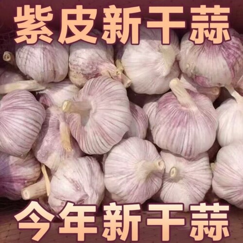 2026新干蒜金乡大蒜批发特大新干蒜蒜头紫皮大蒜5斤批发价旗舰店