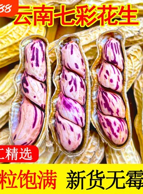 2026七彩花生晒干带壳云南特产咸干花生米牛奶花生种子籽水煮大粒
