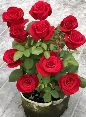 大红色玫瑰花苗盆栽老桩卡罗拉阳台庭院特大花浓香四季开花卉带花