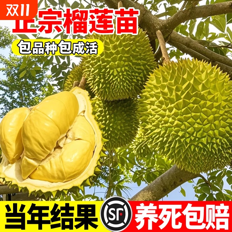 柏宜斯多年生当年结果榴莲苗好养