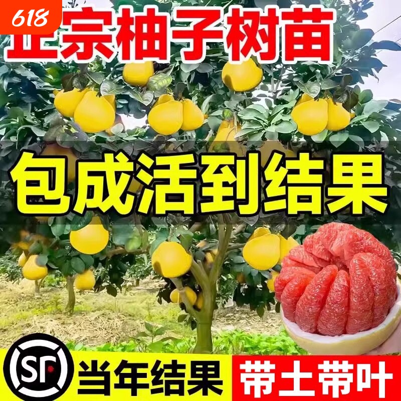 嫁接柚子树苗红心蜜柚盆栽地栽种植蜜柚苗当年结果庭院黄金文旦