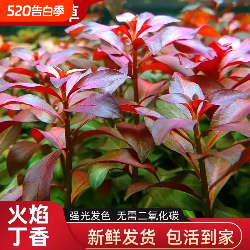 新手造景后景精品火焰丁香陀草懒人自养易活净化水质增氧鱼缸水草