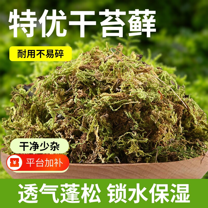 干苔藓水苔兰花专用优质蝴蝶兰水苔透气保湿天然园艺青苔爬宠垫材