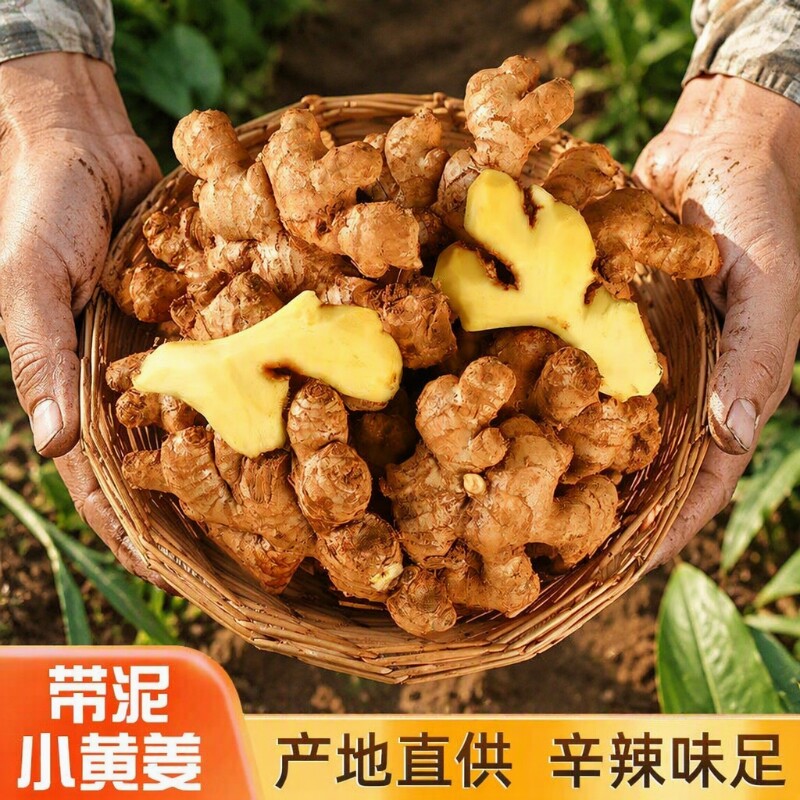 新鲜现挖老姜小黄姜生姜辛辣十足图片