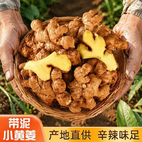 现挖小黄姜500g|超4000次加购