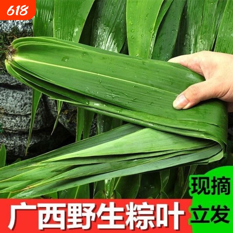 广西野生粽叶新鲜现摘大号100片芦苇叶芒叶竹叶非箬叶包粽子叶子