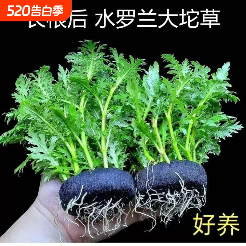 水罗兰坨草鱼缸造景真水草带坨植物阴性新手懒人好养入门净水增氧