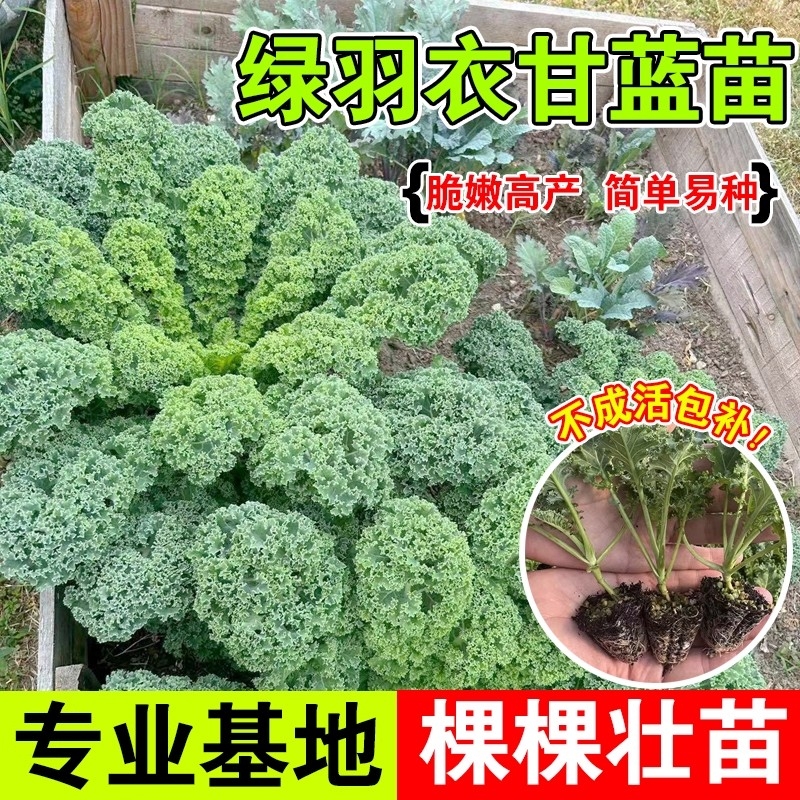 沭韩秋天当天现挖蔬菜苗基地直发