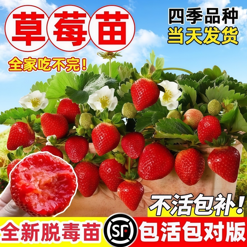 四季草莓苗盆栽带土带果带花当年结果食用红颜牛奶草莓秧阳台带盆