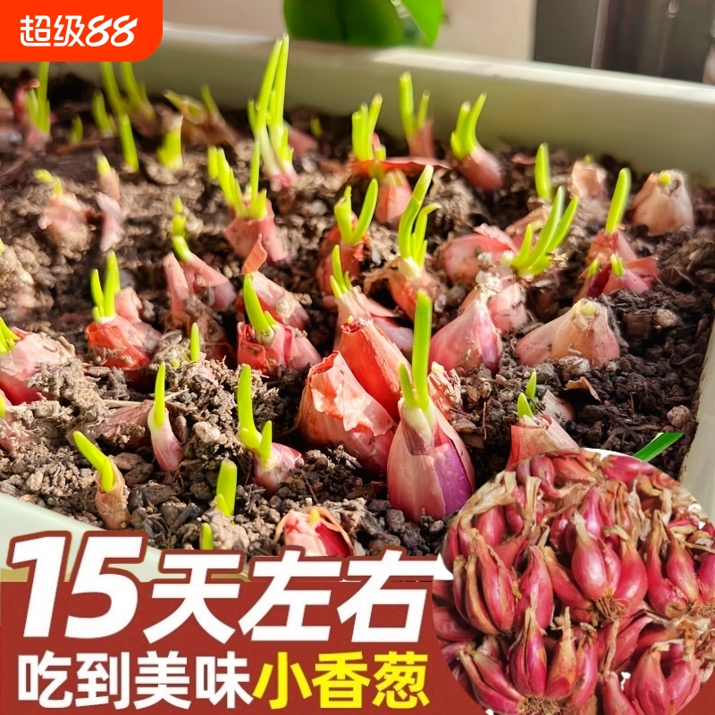 种植四川小香葱红葱头带芽盆栽火葱四季葱苗榨葱油干葱头阳台小葱