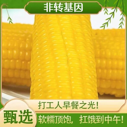 东北新鲜黄糯玉米软糯香甜拉丝