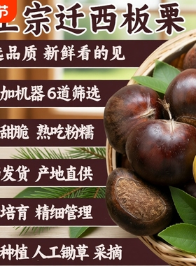 2025年迁西生鲜板栗 正宗河北燕山油栗毛栗大栗子3113中栗大个