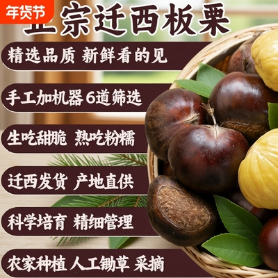 栗仟帆迁西生鲜板栗燕山河北油栗