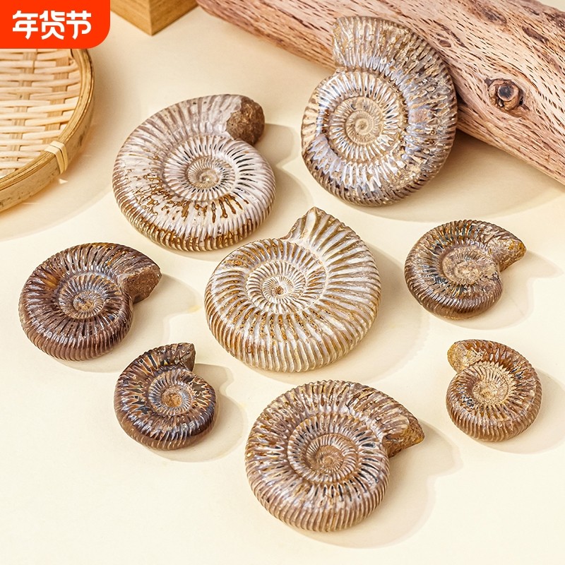 马达加斯加巴甫洛夫菊石化石古生物化石白螺海螺儿童教学科普标本