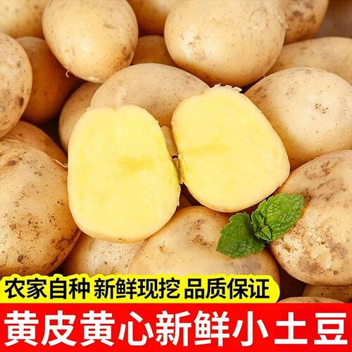 恩施富硒小土豆新鲜现挖黄心