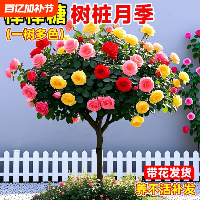 棒棒糖树桩月季花苗特大四季花卉植物老桩玫瑰花树苗开花阳台庭院