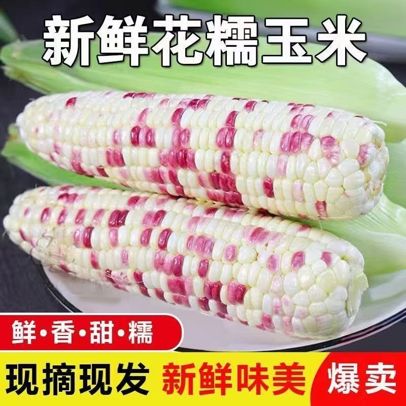 广西新鲜花糯玉米5斤现摘当季花甜糯玉米苞谷嫩玉米棒子蔬菜9早餐