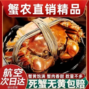 鲜活大闸蟹螃蟹河蟹六月黄产地香辣蟹醉蟹固城湖镇2 2.3活蟹新鲜