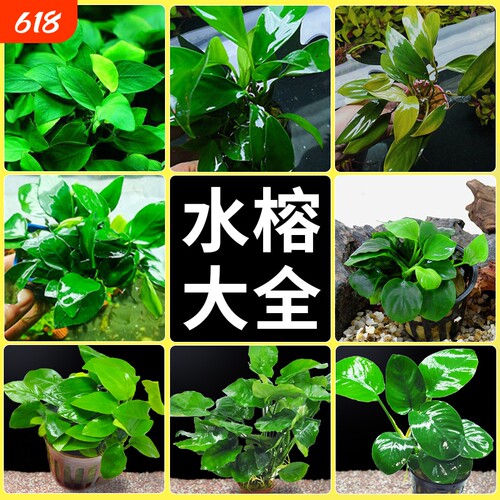 水榕水草沉木植物真草鱼缸造景