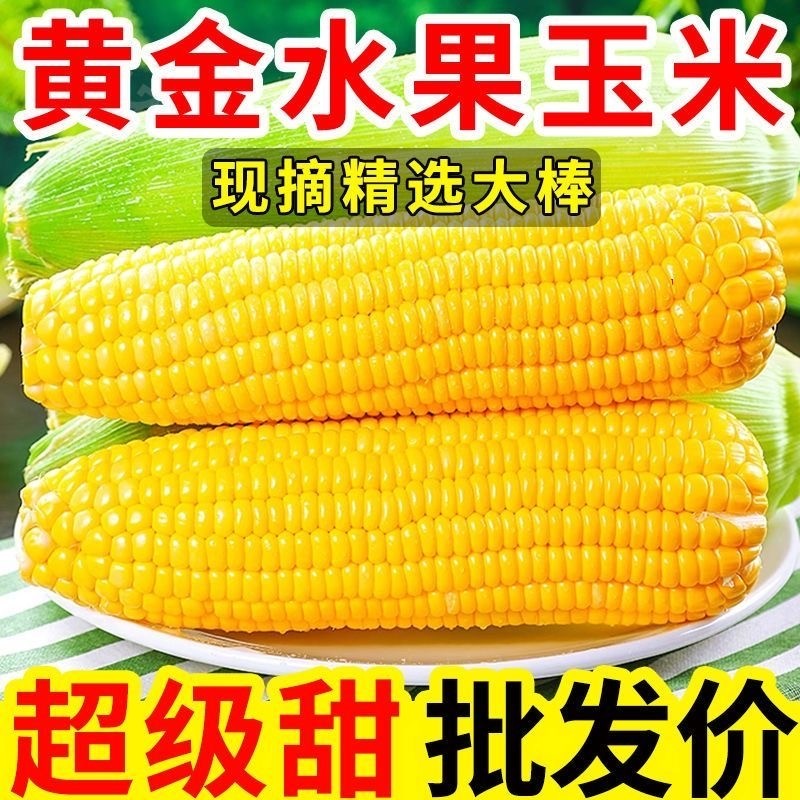 广西现摘大纯黄甜玉米水果玉米5斤粘糯甜苞谷非金银云南9当季普通