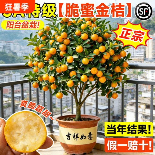 脆皮金桔带果盆栽树苗四季果树可食用橘子苗脆皮金橘室内常绿超甜