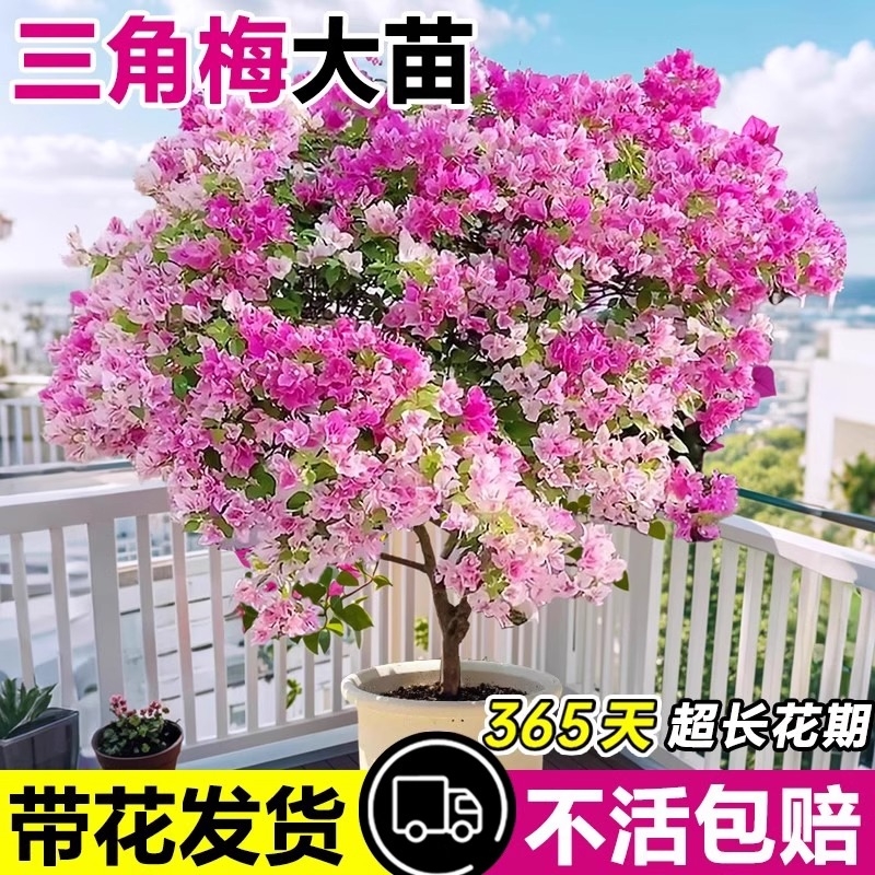三角梅花树苗四季开花绿樱老桩盆栽特大苗庭院耐热云南紫勤花植物