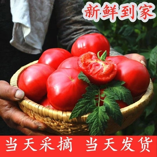 普罗旺斯西红柿农家沙瓤番茄新鲜采摘现发自然红润薄皮多汁箱装