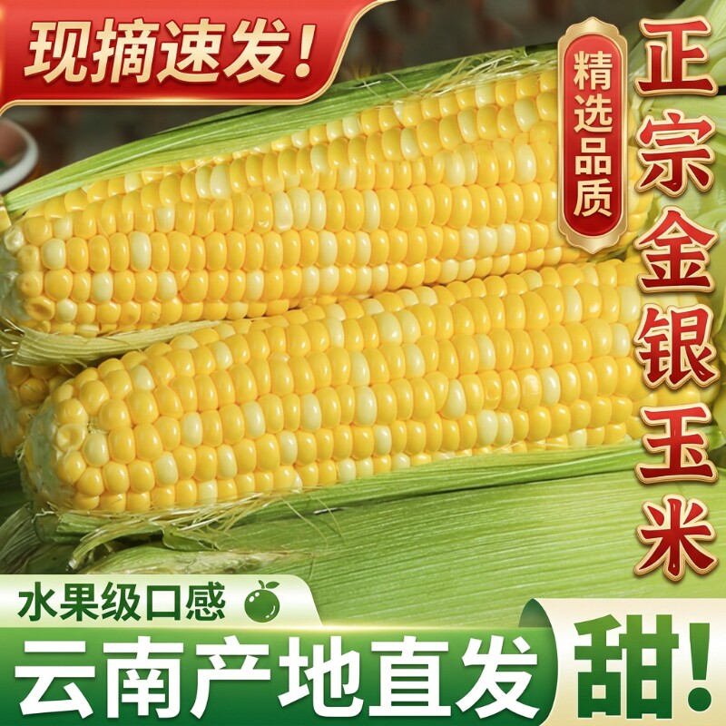云南水果玉米新鲜金银甜脆双色生吃低脂早餐辅食爆浆现摘榨汁自提