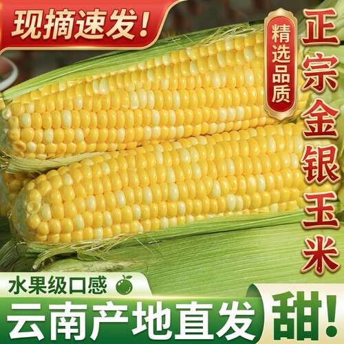 水果玉米甜脆云南高山新鲜