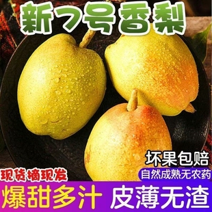 【特惠】现摘红香酥香梨梨子库尔勒香梨嫁接雪梨当季水果整箱批发