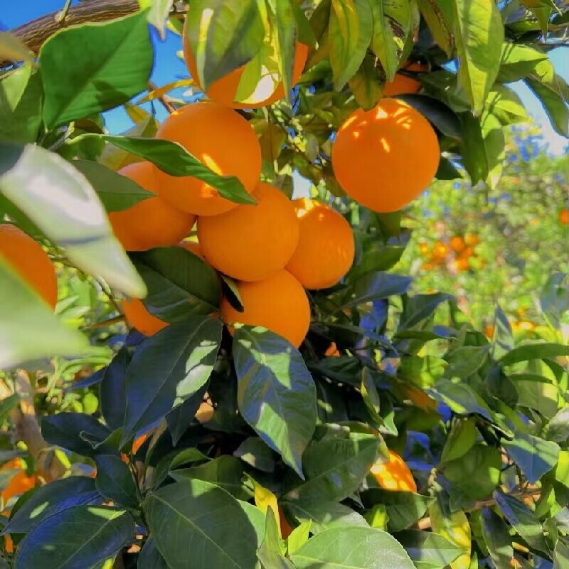 赣南脐橙树苗果冻橙子果树果苗当年结果沃柑大盆栽南方种植砂糖橘