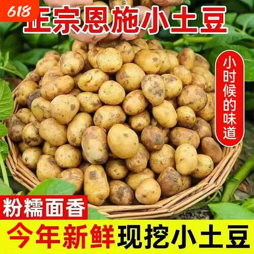 恩施小土豆现挖新鲜黄心