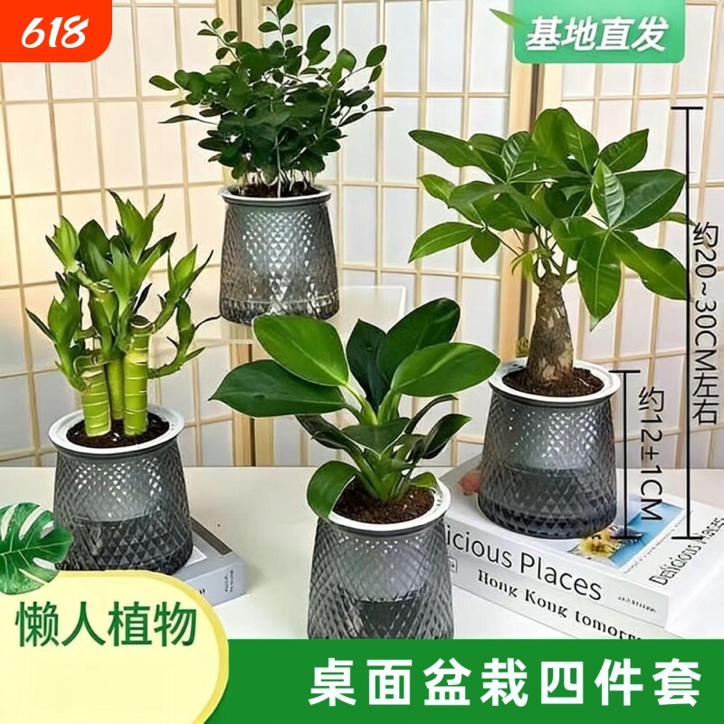 买三送一椰子金钻发财树文竹栀子花绿植盆栽桌面